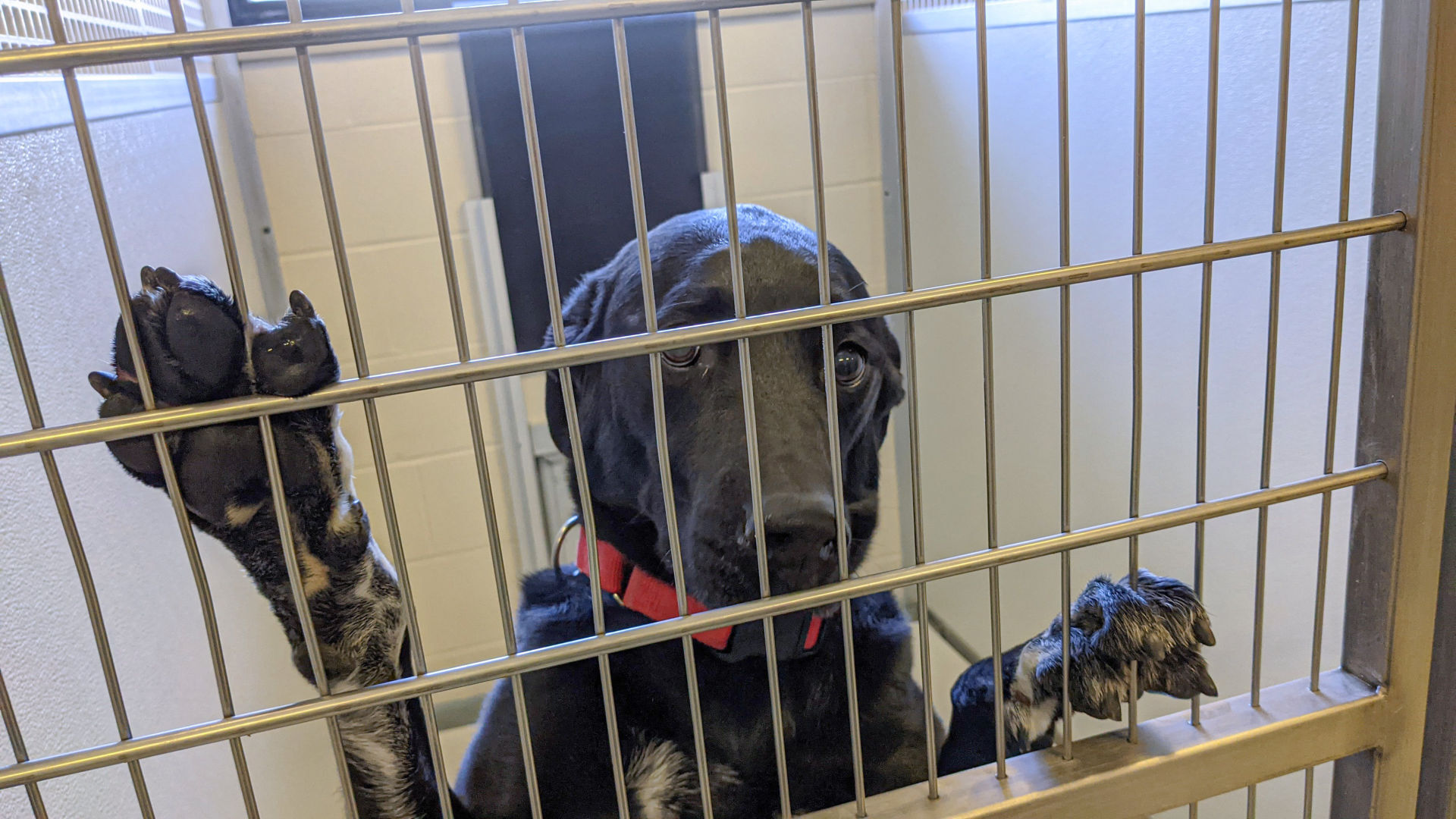 NI Humane Society pets for adoption-3.jpg